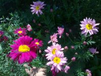 Лот: 7718547. Фото: 4. Пиретрум (персидская ромашка... Красноярск