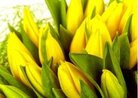 Лот: 9125086. Фото: 5. ТЮЛьПАНЫ. ОПТ, розница 8 Марта...