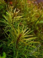 Лот: 1203347. Фото: 3. Rotala najean- связка, после прополки. Растения и животные