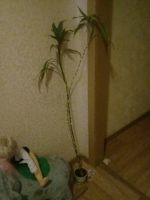 Лот: 11826542. Фото: 2. Бамбук растение. Комнатные растения и уход