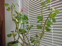 Лот: 4296139. Фото: 6. Оригинал. Мощный смартфон Xiaomi...