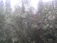 Лот: 6903053. Фото: 2. Дача-баня на ст. Минино СНТ. Кедровый... Продажа