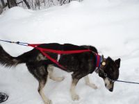 Лот: 6623214. Фото: 2. Шлейка для ездового спорта Taiga... Животные и уход