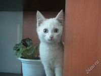 Лот: 964996. Фото: 2. котенок. Животные и уход