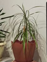 Лот: 11790854. Фото: 4. Отростки черенки пальмы драцены... Красноярск