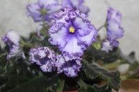 Лот: 5391225. Фото: 2. Фиалка сортовая Crystal Plum... Комнатные растения и уход
