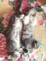 Лот: 8425773. Фото: 2. Шотландские котята. Животные и уход