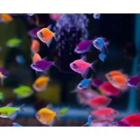 Лот: 16205194. Фото: 2. Тернеция GloFish ассорти (Gymnocorymbus... Аквариумистика