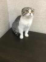 Лот: 10334158. Фото: 7. Вислоухая девочка