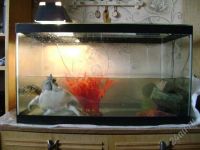 Лот: 1692882. Фото: 3. Аквариум 100 литров с 2 водяными... Растения и животные