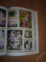 Лот: 2280644. Фото: 2. Книга Все о фиалках. Дом, сад, досуг