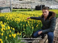 Лот: 15111925. Фото: 5. Тюльпаны оптом Братск сорт Cape...