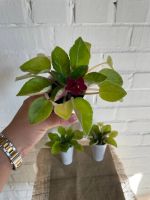 Лот: 20868708. Фото: 3. Растение. Растения и животные