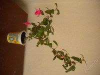 Лот: 452772. Фото: 2. фуксия красавица розовая юбочка. Комнатные растения и уход