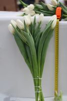 Лот: 3617091. Фото: 15. Тюльпаны к 8 МАРТА! Крупный и...