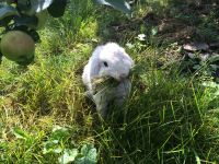 Лот: 8067911. Фото: 2. Кролик декоративный белый вислоухий... Животные и уход