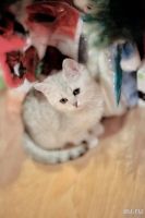 Лот: 11055129. Фото: 3. Продам британского котенка - котик... Растения и животные