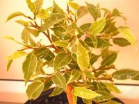 Лот: 592160. Фото: 2. Бонсай в дом или офис ! У 3 в... Комнатные растения и уход