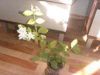 Лот: 4567134. Фото: 2. Жасмин №1-очень хорошо подрос. Комнатные растения и уход