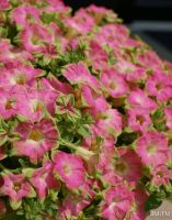 Лот: 13566304. Фото: 2. Петуния вегетативная - Surfinia... Семена, рассада, садовые растения