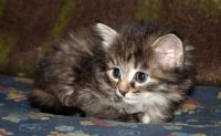Лот: 9468957. Фото: 5. Кошечка, котята