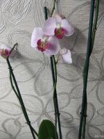 Лот: 14618349. Фото: 2. Орхидея Фаленопсис, сейчас отцвела... Комнатные растения и уход