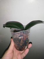 Лот: 19219205. Фото: 4. Орхидея фаленопсис, детка. Красноярск