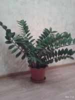 Лот: 9668522. Фото: 2. замиокулькас. Комнатные растения и уход