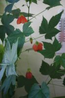 Лот: 4502807. Фото: 3. Абутилон Селло 1 (комнатный клен... Растения и животные