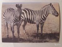 Лот: 15333816. Фото: 2. Советские открытки. Тема: Дикие... Открытки, билеты и др.
