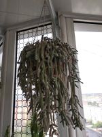 Лот: 16080874. Фото: 2. Кактусы в подвесном кашпо. Комнатные растения и уход