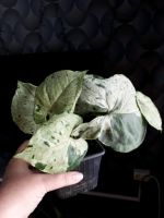 Лот: 21630451. Фото: 2. Сингониум Серый призрак. Комнатные растения и уход