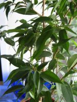 Лот: 17295277. Фото: 2. Фикус Бенджамина в горшке. Комнатные растения и уход