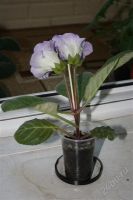 Лот: 2866483. Фото: 2. Глоксиния 9 (цветет). Комнатные растения и уход