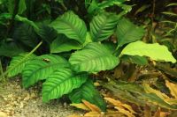 Лот: 15653070. Фото: 2. Анубиас Кофефолия (Anubias barteri... Аквариумистика