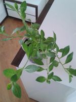 Лот: 3877373. Фото: 4. Сурфиния - гибридная петуния Rose... Красноярск