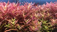 Лот: 15131332. Фото: 2. Ротала индийская (Rotala indica... Аквариумистика