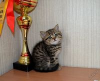 Лот: 5722003. Фото: 4. полосатая красотка. Красноярск