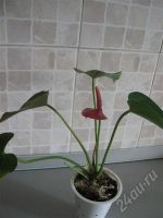 Лот: 508147. Фото: 2. Антуриум розовый. Комнатные растения и уход