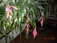 Лот: 6498256. Фото: 4. Бильбергия поникающая (Billbergia... Красноярск