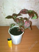 Лот: 396340. Фото: 2. Фиттония — Fittonia. Комнатные растения и уход