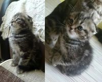 Лот: 5539985. Фото: 2. Кошечка вислоухая мраморный окрас. Животные и уход