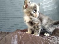 Лот: 15676986. Фото: 2. Котёнок. Животные и уход