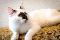 Лот: 9673660. Фото: 3. шикарный кот бесплатно. Растения и животные