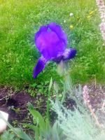 Лот: 5664227. Фото: 4. Ирис бородатый фиолетовый Royal... Красноярск