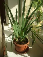 Лот: 7176206. Фото: 2. Беламканда китайская (с горшком... Семена, рассада, садовые растения