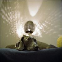 Лот: 4989342. Фото: 3. Цветная фотоплёнка Fujifilm PRO... Фото, видеокамеры, оптика