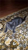 Лот: 8369128. Фото: 3. Котенок. Растения и животные