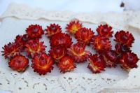 Лот: 12848237. Фото: 3. Семена гелихризума красного -... Для дачи, дома, огорода, бани, парка