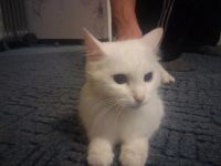 Лот: 6982697. Фото: 3. Отдадим кошечку в хорошие руки. Растения и животные